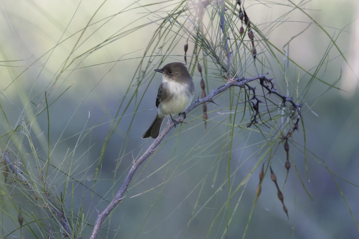 Eastern Phoebe - ML495538271