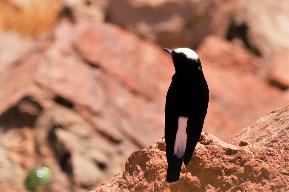 White-crowned Wheatear - ML495538391