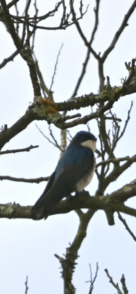 Blue-and-white Swallow - ML495538601