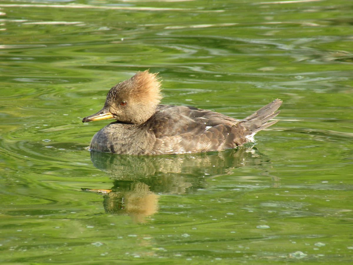 Hooded Merganser - ML495538801