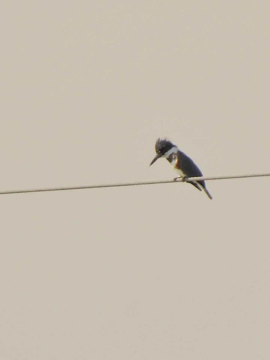 Belted Kingfisher - ML495539031