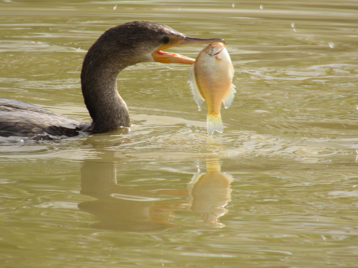 Neotropic Cormorant - ML495539261