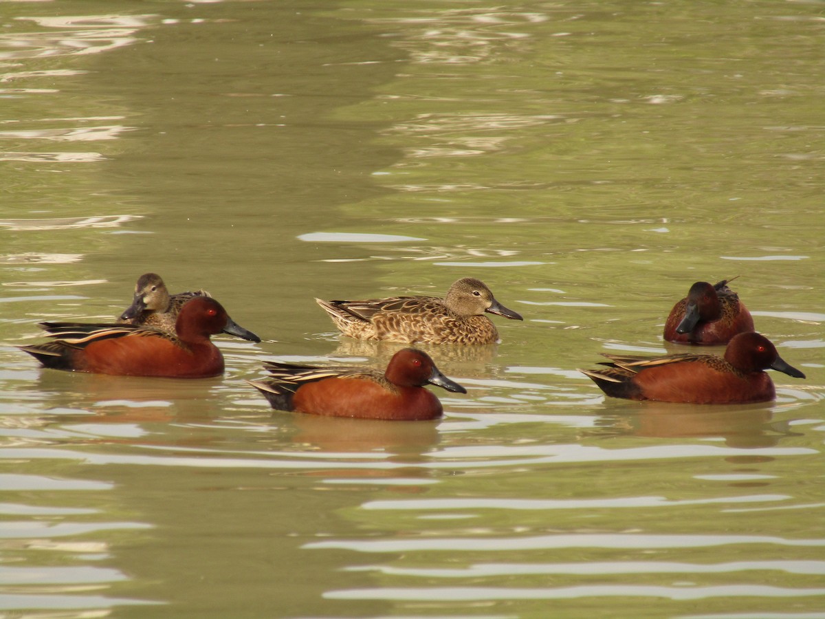 Cinnamon Teal - ML495539371