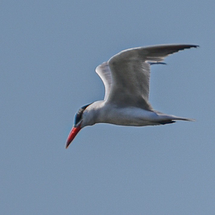 Caspian Tern - ML495539531