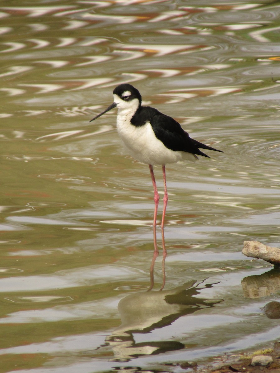 Black-necked Stilt - ML495539571