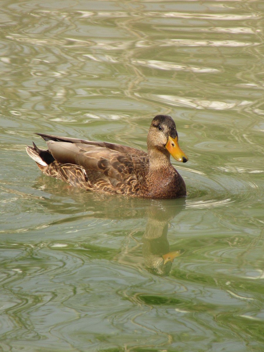 Mexican Duck - ML495539641