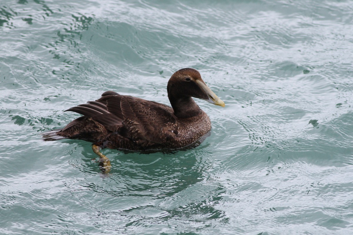 Common Eider (Dresser's) - ML49553981