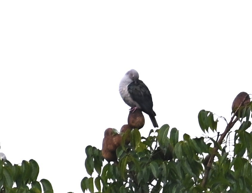 Green Imperial-Pigeon - ML495540591