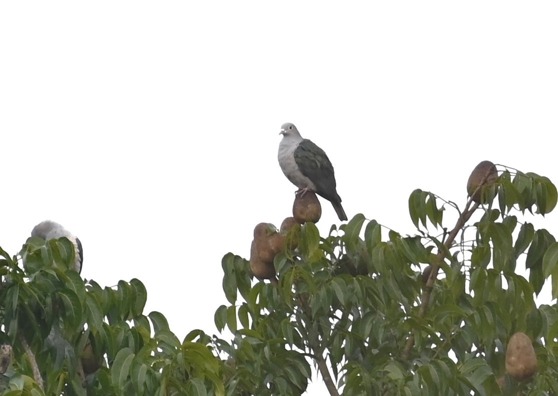 Green Imperial-Pigeon - ML495540601