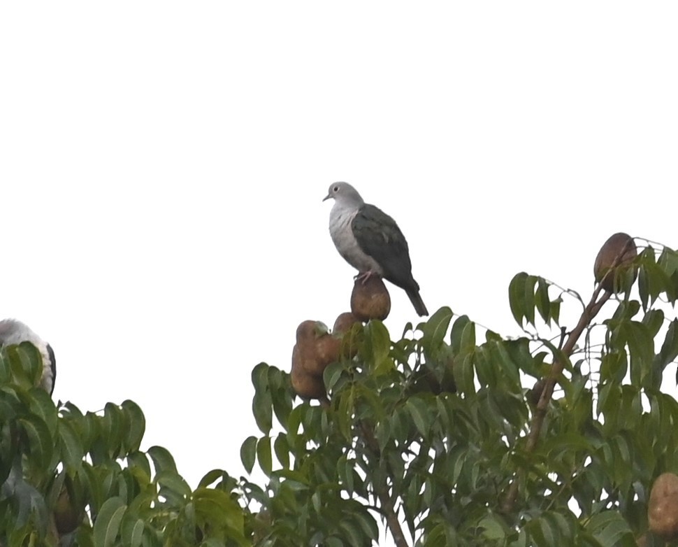 Green Imperial-Pigeon - ML495540611