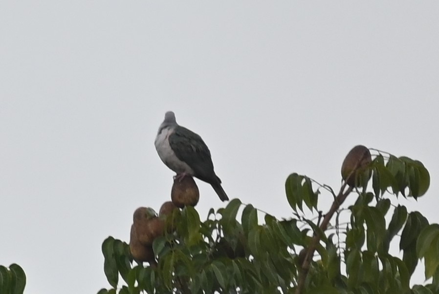 Green Imperial-Pigeon - ML495540621