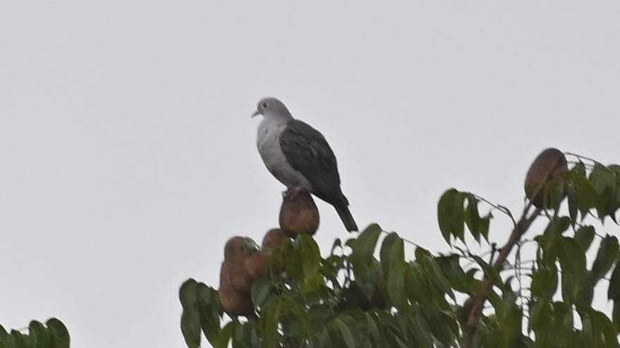 Green Imperial-Pigeon - ML495540631