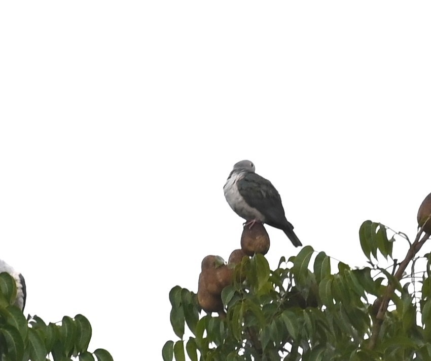 Green Imperial-Pigeon - ML495540641