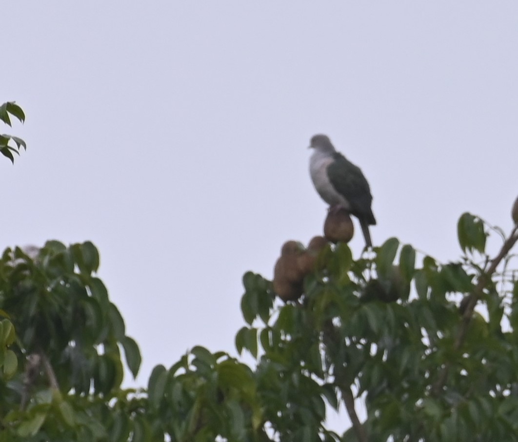 Green Imperial-Pigeon - ML495540661