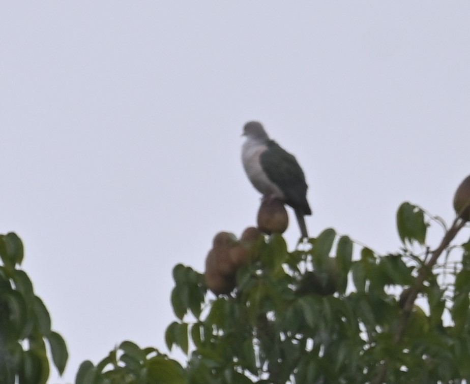 Green Imperial-Pigeon - ML495540671