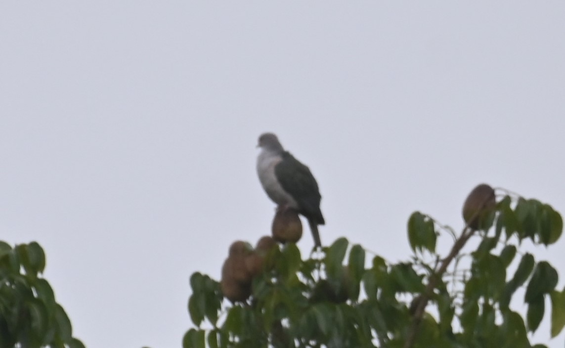 Green Imperial-Pigeon - ML495540681