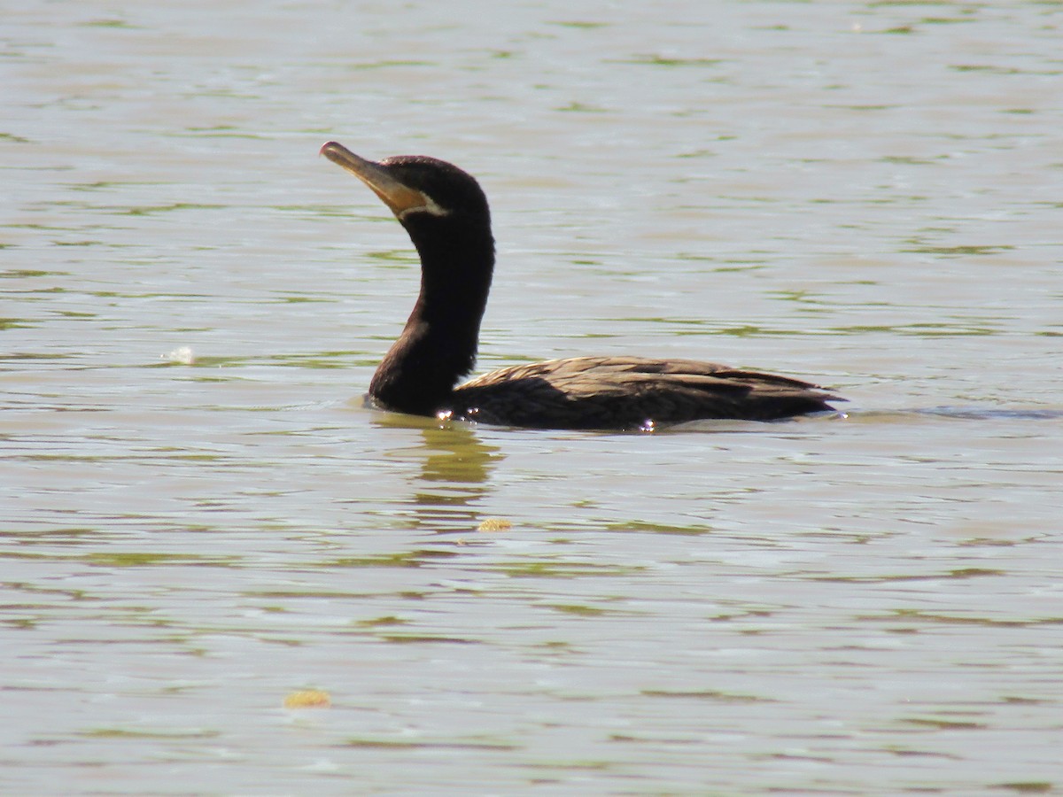 Neotropic Cormorant - ML495541691