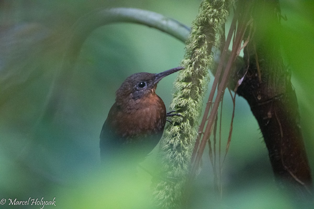 South American Leaftosser (Dusky) - ML495542201