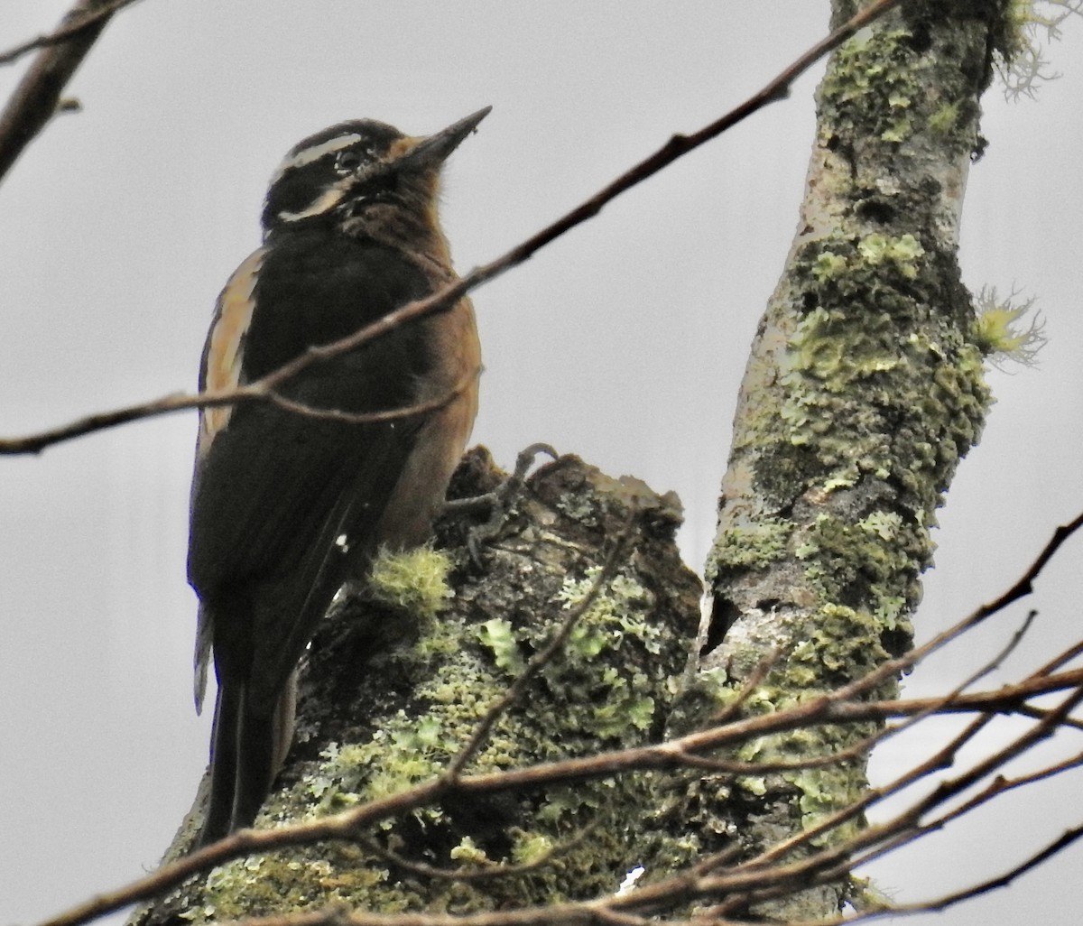 Hairy Woodpecker - ML495544701