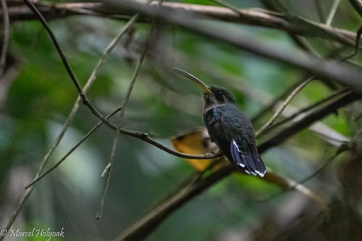 Полосатохвостый колибри-отшельник - ML495548331