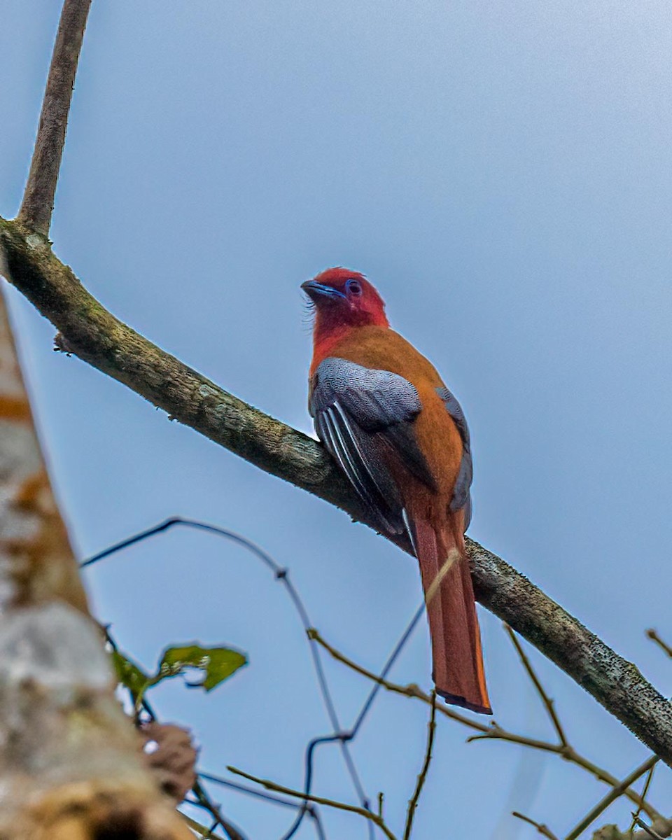 Kırmızı Başlı Trogon - ML495548771