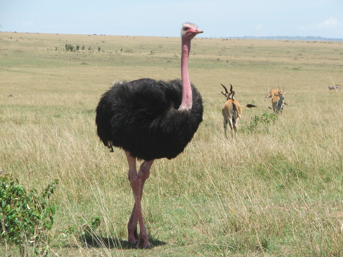 Common Ostrich - ML495550311