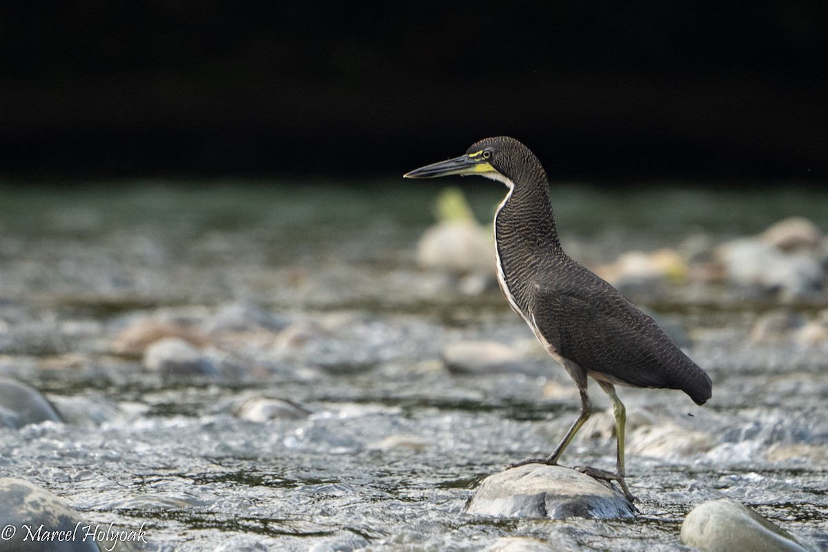 Fasciated Tiger-Heron - ML495550911