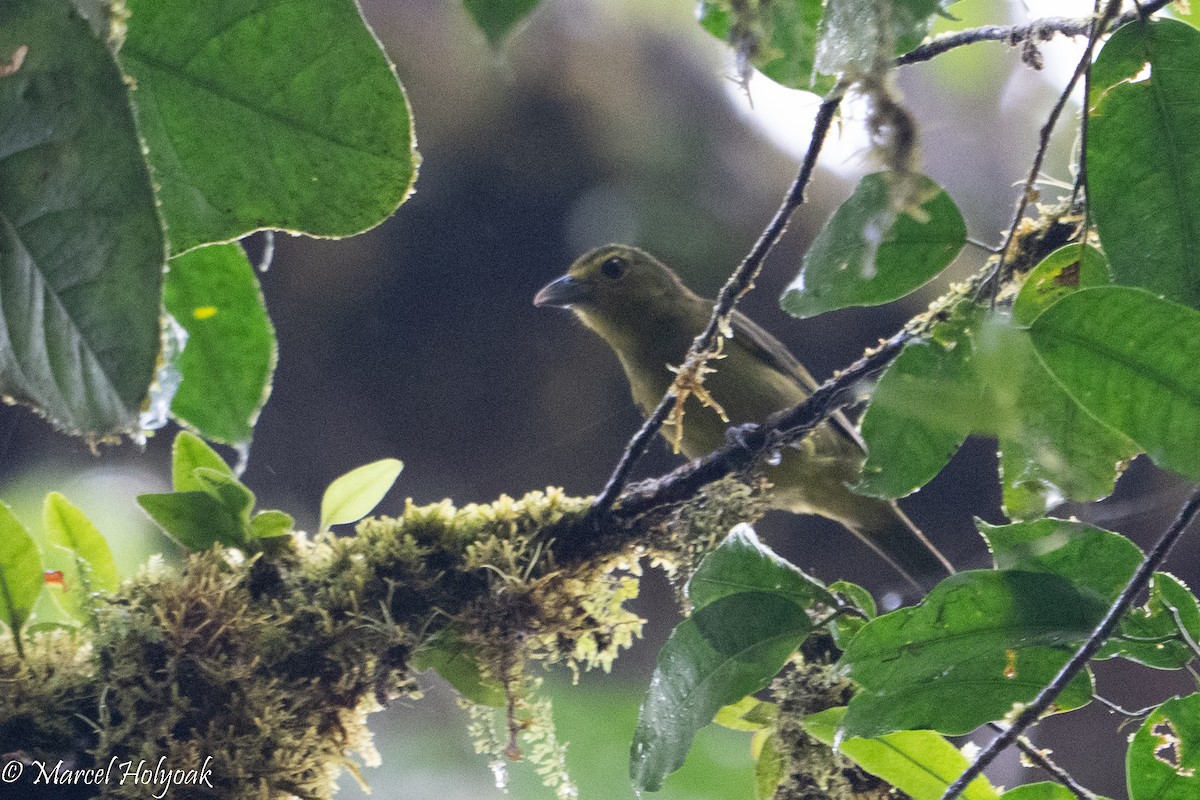 Lemon-spectacled Tanager - Marcel Holyoak