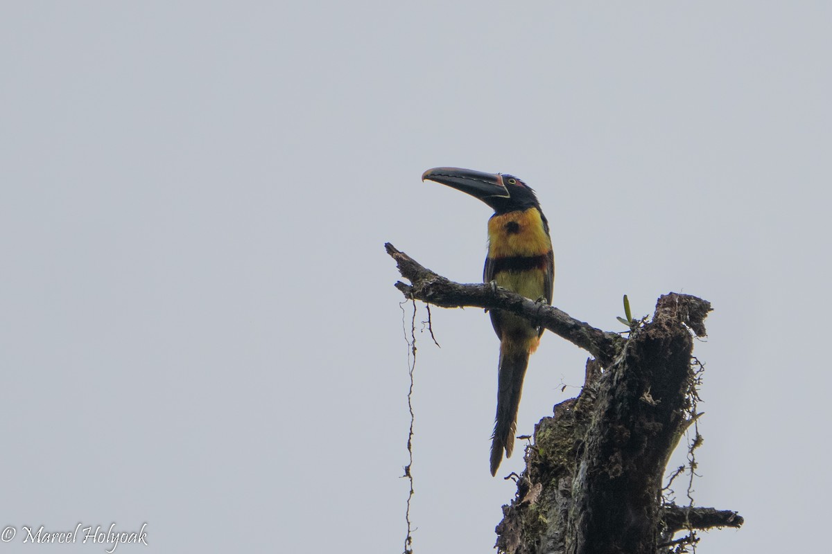 Collared Aracari (Stripe-billed) - ML495551161