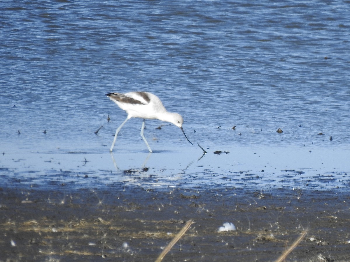 American Avocet - ML495552541