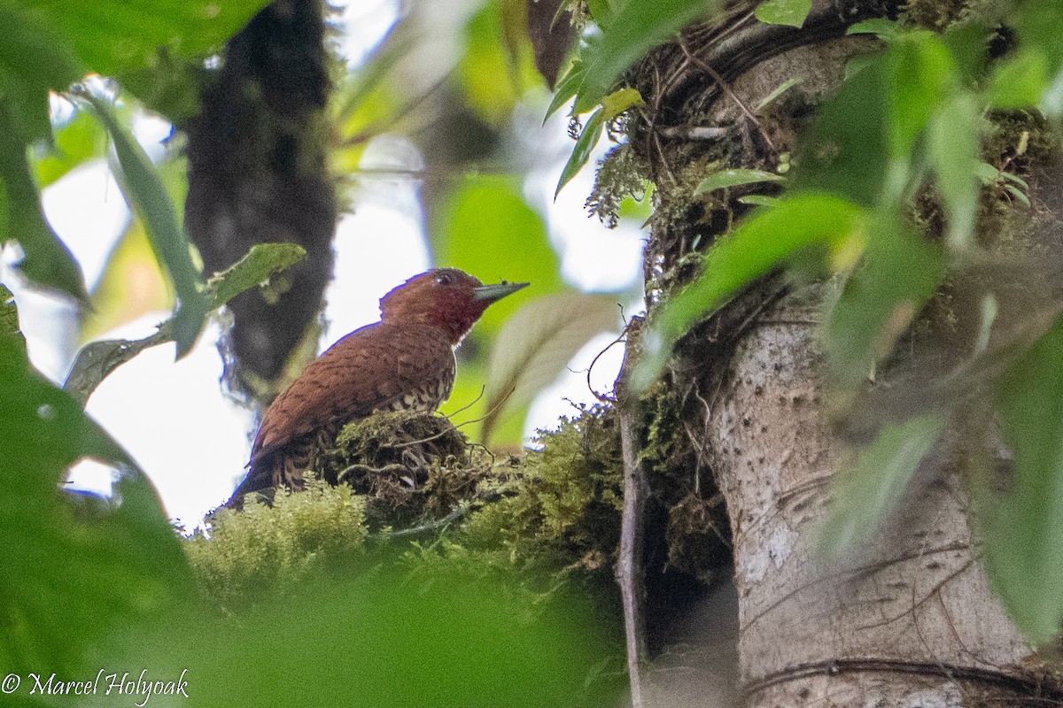 Cinnamon Woodpecker - Marcel Holyoak