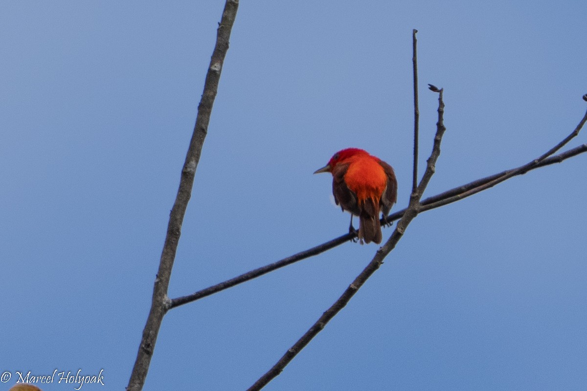 Scarlet-and-white Tanager - ML495553801