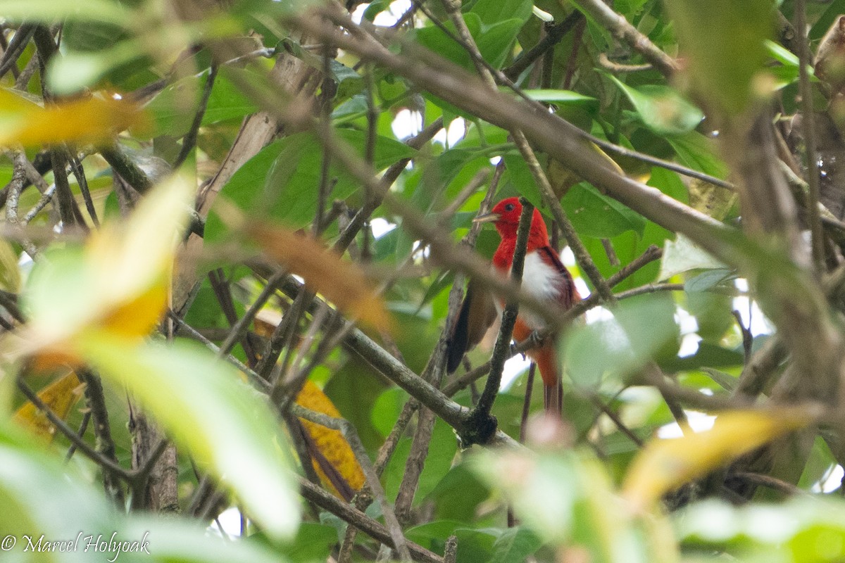 Scarlet-and-white Tanager - ML495553811