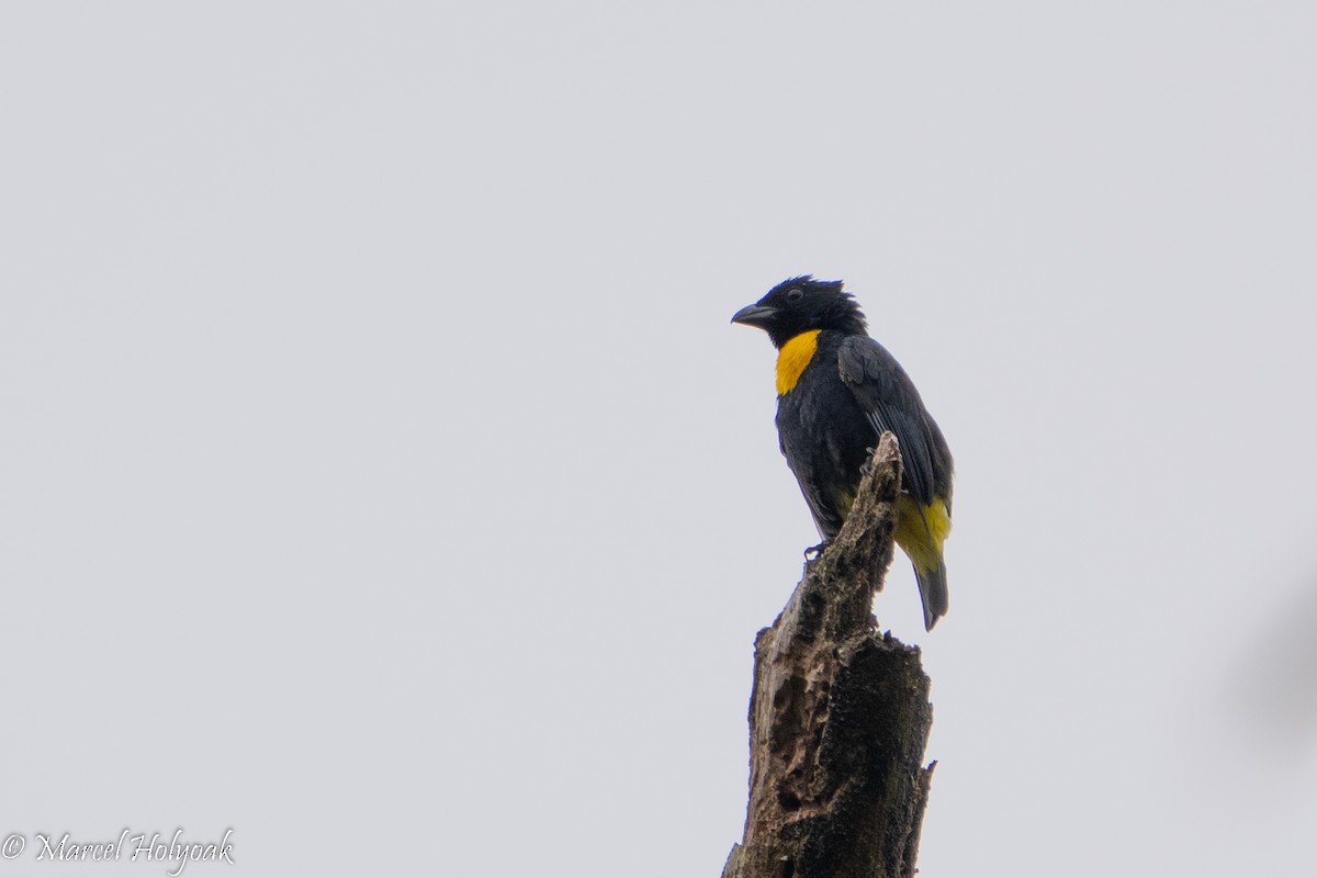 Golden-chested Tanager - ML495553941