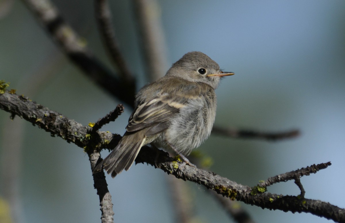 Gray Flycatcher - ML49555431