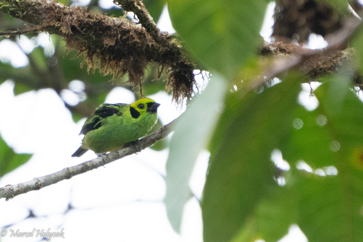 Emerald Tanager - ML495554541