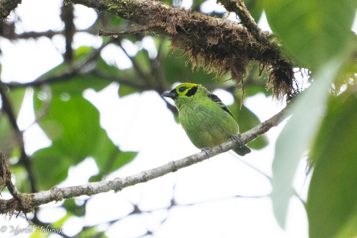 Emerald Tanager - ML495554551