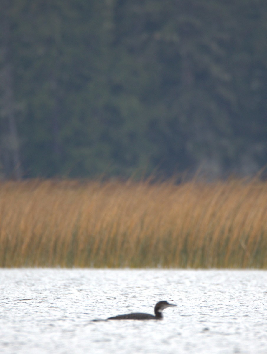 Common Loon - ML495554581