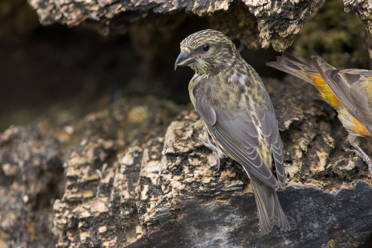 Red Crossbill (Western Hemlock or type 3) - Blair Dudeck