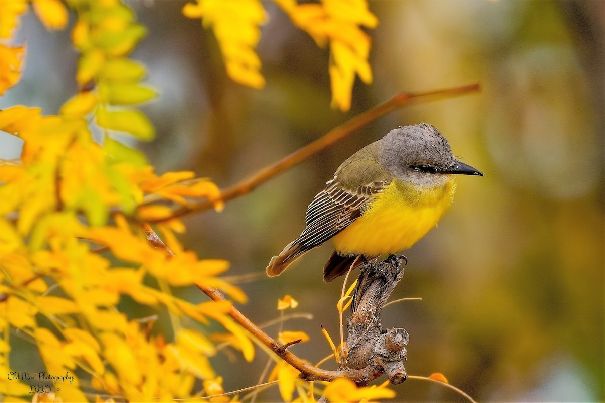 Tropical Kingbird - ML495555911