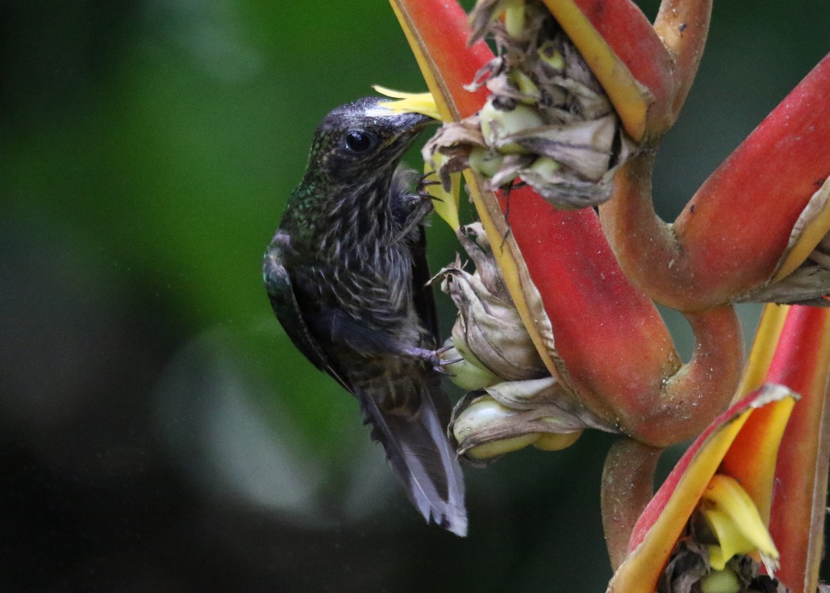 White-tipped Sicklebill - ML495555931