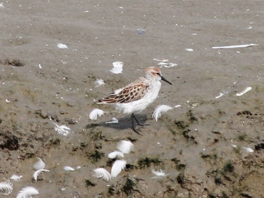 Western Sandpiper - ML49555661