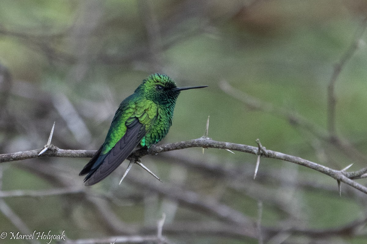 Hochland-Smaragdkolibri - ML495556871