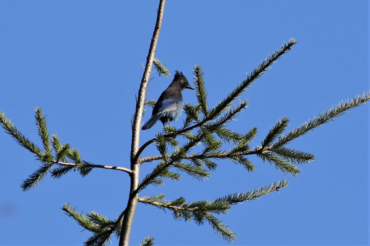 Steller's Jay - ML495558291