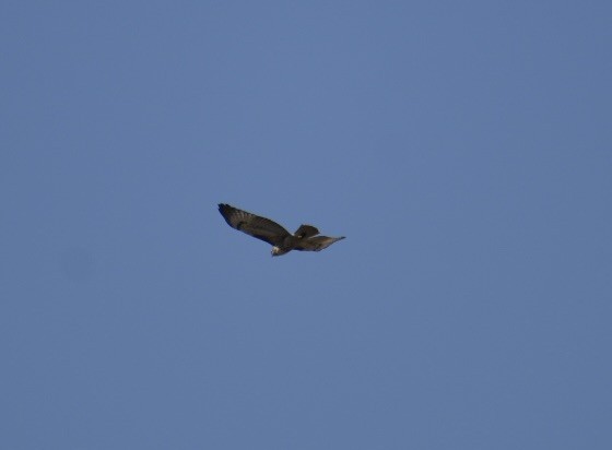 Red-tailed Hawk - ML495560101