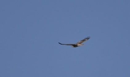 Red-tailed Hawk - ML495560111
