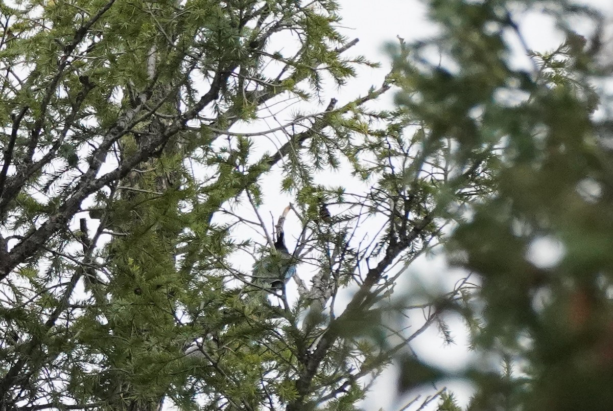 Steller's Jay - ML495560641