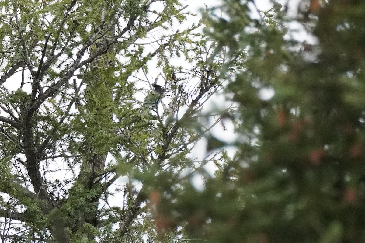 Steller's Jay - ML495560651