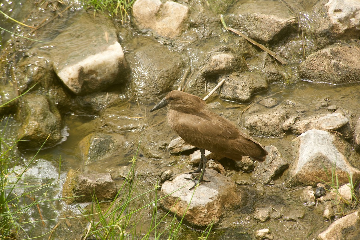 Hamerkop - Daniel Blok 🦤