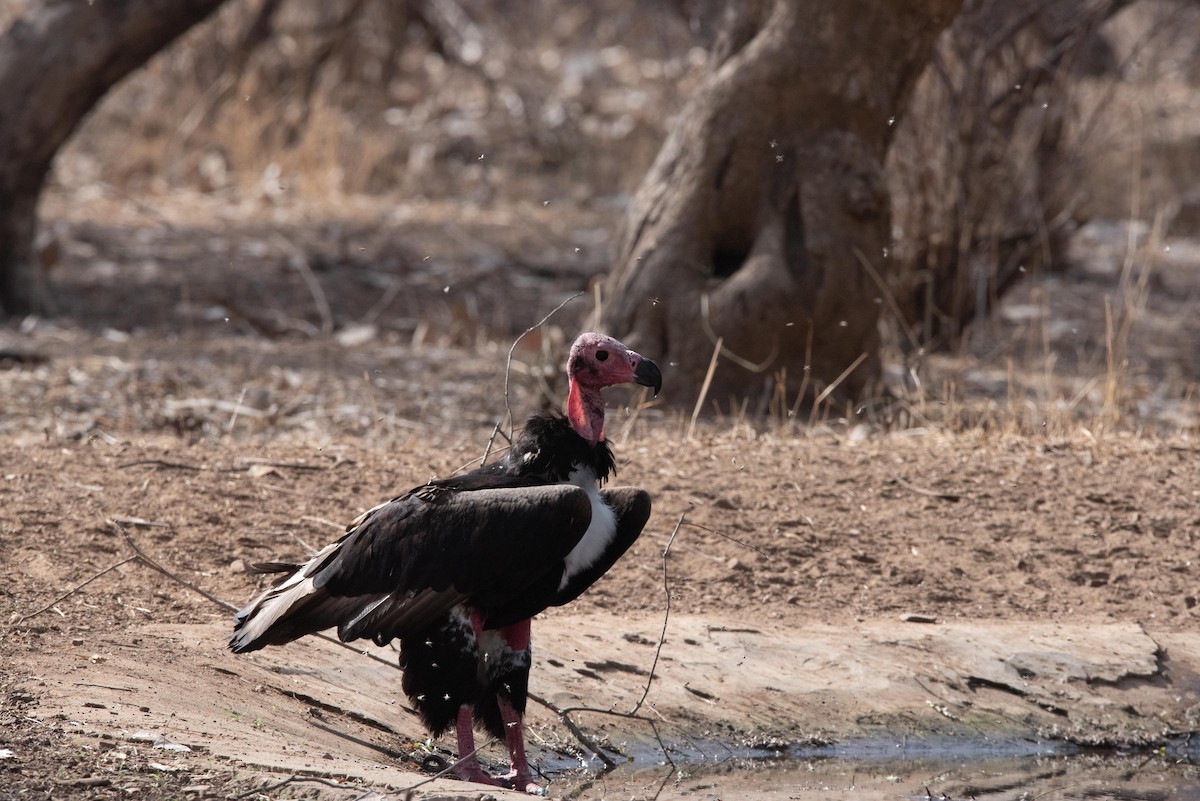 Red-headed Vulture - ML495562661